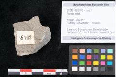Foto (Objekt + Etikett) von Plantae indet.  (NHMW-GEO-2024-0188-6702)